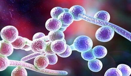 Candida fungus